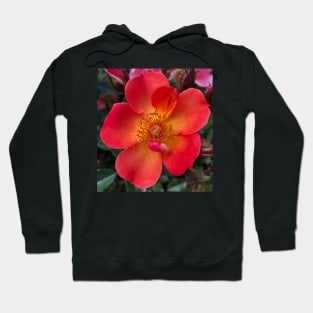 The Heart Frequency of the Orange Rose is Love Hoodie